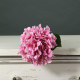 Tintagel Pink Hydrangea