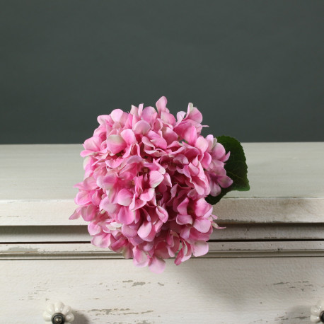 Tintagel Pink Hydrangea