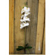 White Phalaenopsis Spray 33.5 inch