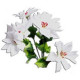 White Poinsettia Bush