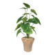 Philo Houseplant in Terracotta Pot (46cm)