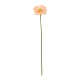 Peach Gerbera Stem (72cm)