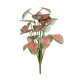 Caladium Houseplant (46cm)