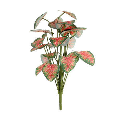 Caladium Houseplant (46cm)