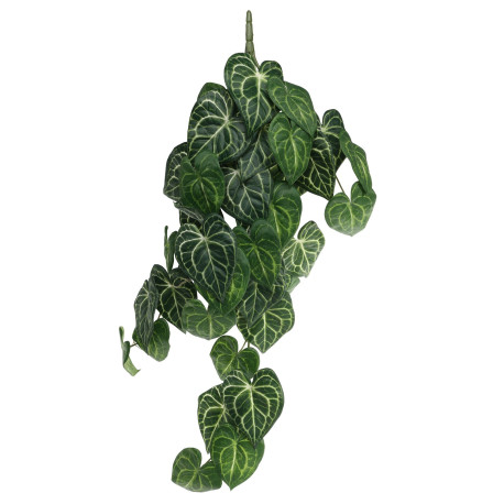 Trailing Syngonium Houseplant (80cm)