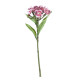 Plum Dianthus on a Short Stem (32cm)