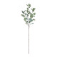 Single Eucalyptus Silver Dollar Stem (90cm)