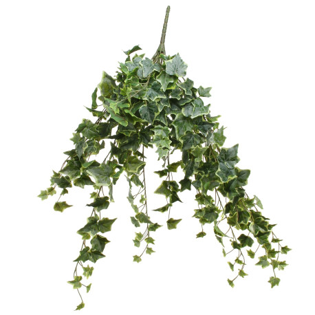 Frosted Vari Ivy Bush Vine (80cm)