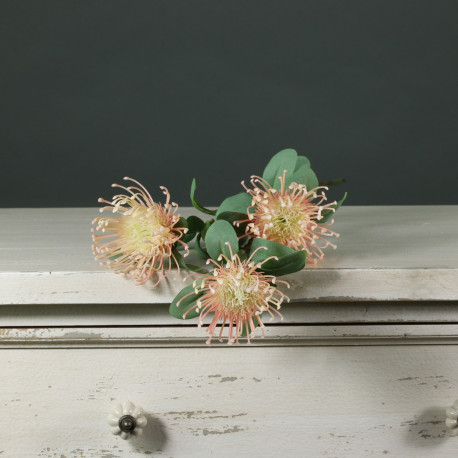 Tintagel Leucospermum Peach