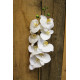 White Phalaenopsis Spray 33.5 inch