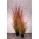 Potted Bronze Stipa Grass (122cm)