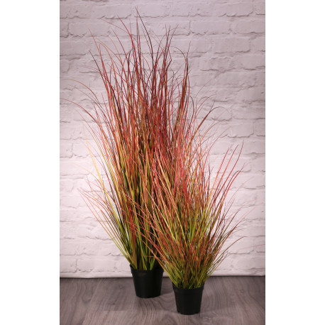 Potted Bronze Stipa Grass (122cm)