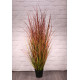 Potted Bronze Stipa Grass (122cm)