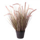 Potted Pennisetum Grass (60cm)