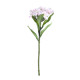 Cream / Pink Dianthus (32cm)