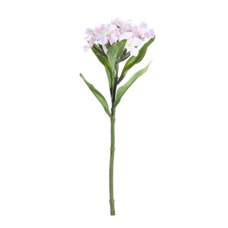 Cream / Pink Dianthus (32cm)