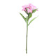 Dark Pink Dianthus on a Short Stem (32cm)