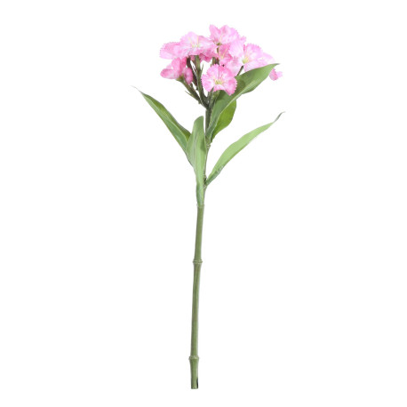 Dark Pink Dianthus on a Short Stem (32cm)