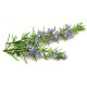 Rosemary Essential Oil Soap Loaf - 2kg