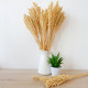 6x Cantal Grass Bunch - Natural