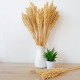 6x Cantal Grass Bunch - Natural