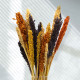 6x Cantal Grass Bunch - Orange