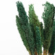 6x Cantal Grass Bunch - Teal