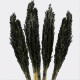 6x Cantal Grass Bunch - Black