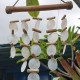 Pearl Effect Driftwood Chime