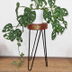 Albasia Wood Plant Stand - Whitewash