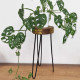 Albasia Wood Plant Stand - Natural &amp; gold detail