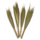 Set 4 - Pampas Broom - Natural