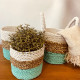 Seagrass Basket Set - Green / Natural / White