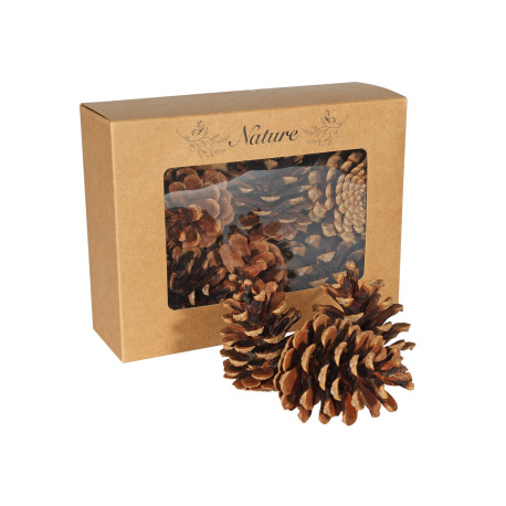 Dried Pine Cones in Box (Pack of 9)