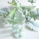 Long Stem Dusty Miller Spray Grey/green