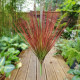 Blood Grass Bush