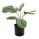 Calathea Potted House Plant (38cm)