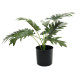 Philo Potted House Plant (40cm)