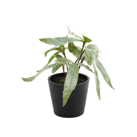 Pteris Potted House Plant (13cm)