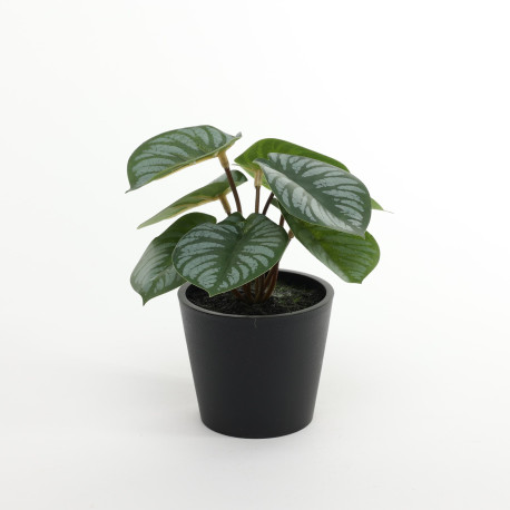 Calathea Potted House Plant (13cm)