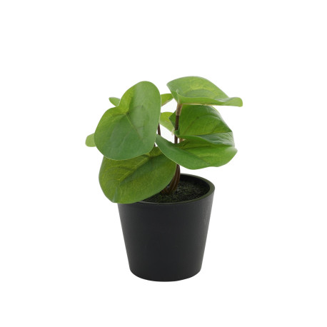 Pilea Potted House Plant (13cm)