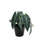 Caladium Potted House Plant (23cm)