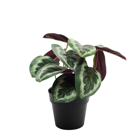 Calathea Potted House Plant  (22cm)