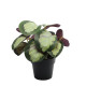 Potted Calathea House Plant (22cm)