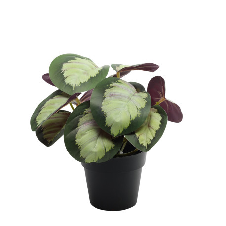 Potted Calathea House Plant (22cm)