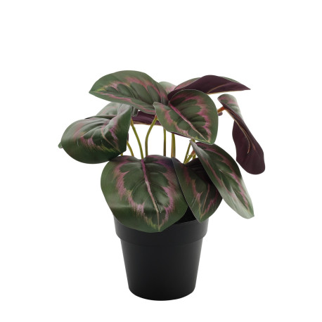 Dark Calathea Potted House Plant (22cm)