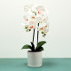 White Aragon Phalaenopsis in Ceramic Pot (2 stems)