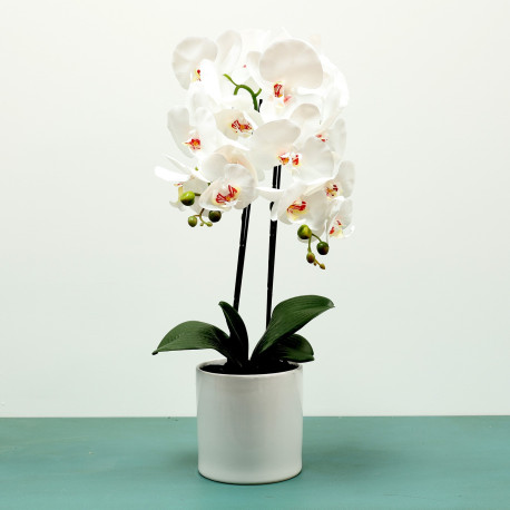 White Aragon Phalaenopsis in Ceramic Pot (2 stems)