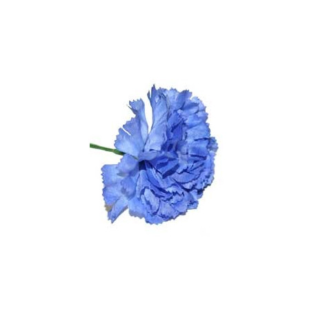 Royal Blue Carnations (12 Stems)