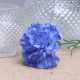 Royal Blue Carnations (12 Stems)